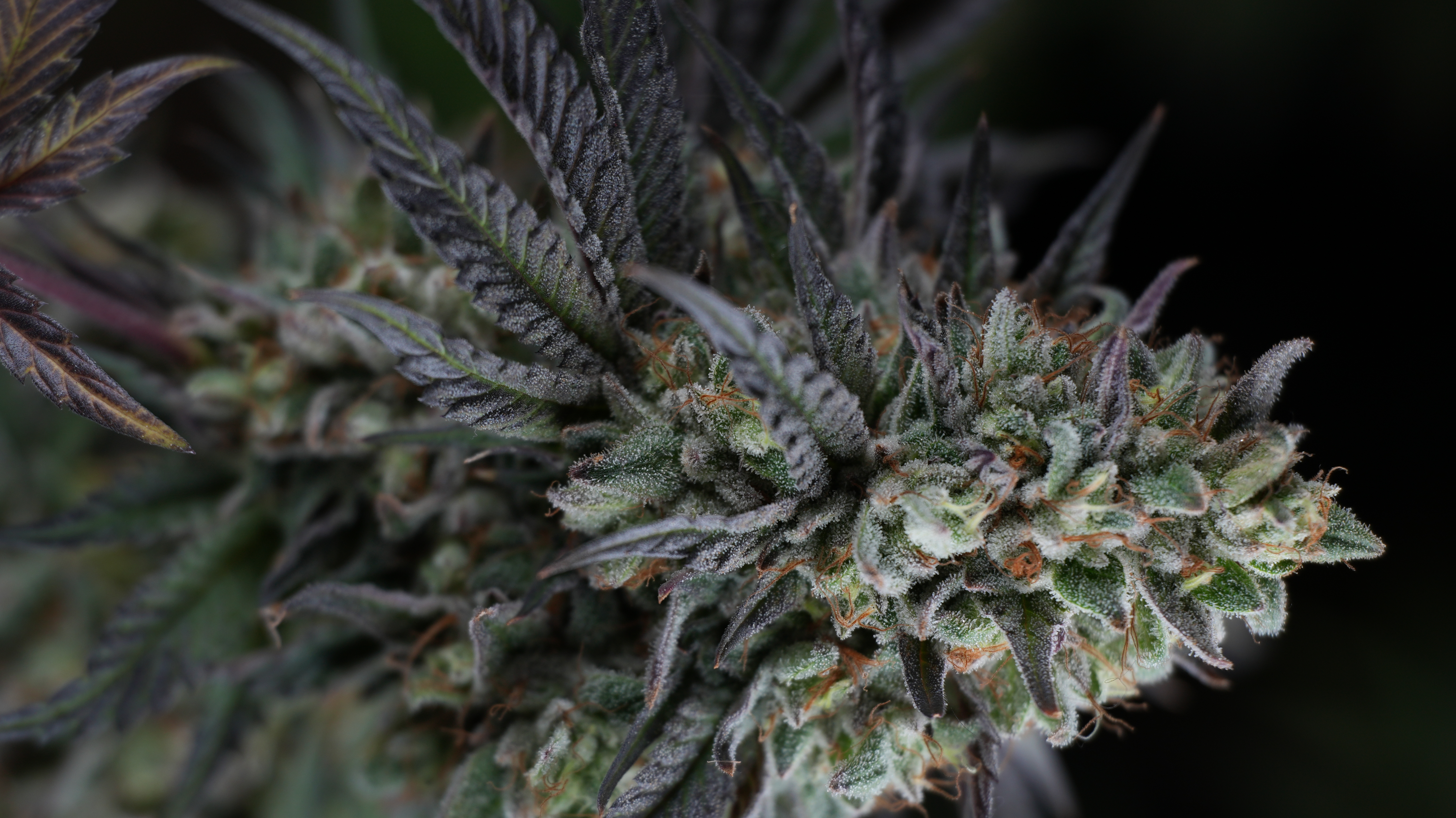 Skunk Burger - Semillas SKUNK - CTMSeeds